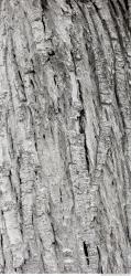 Photo Textures of Tree Bark